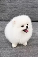 Yuki, a male Pomeranian for sale in New York City, NY – 1 of 6