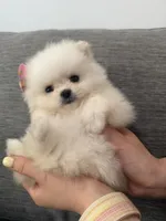 Bambi, a female Pomeranian for sale in New York City, NY – 2 of 2