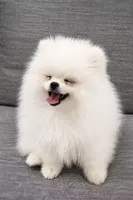 Yuki, a male Pomeranian for sale in New York City, NY – 3 of 6
