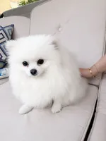 Yuki, a male Pomeranian for sale in New York City, NY – 4 of 4