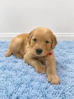 Chase, a male Golden Retriever for sale in Brandon, FL – 1 of 3