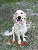Scooby, a male Golden Retriever for sale in Brandon, FL – 3 of 3