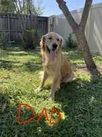 Leo, a male Golden Retriever for sale in Brandon, FL – 3 of 3