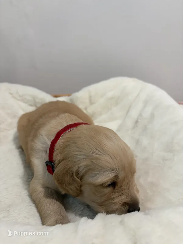 Leo – Golden Retriever puppy for sale in Brandon, FL