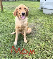 Milo, a male Golden Retriever for sale in Brandon, FL – 3 of 4