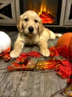 Milo, a male Golden Retriever for sale in Brandon, FL – 2 of 4