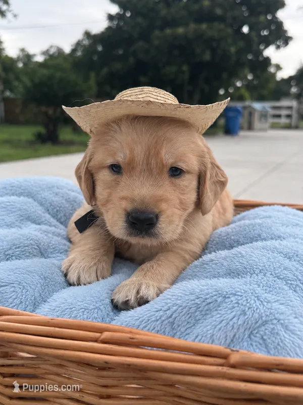 Scooby – Golden Retriever puppy for sale in Brandon, FL