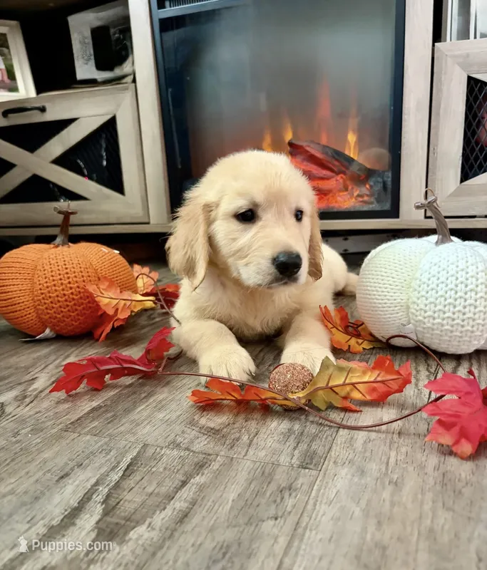Teddy – Golden Retriever puppy for sale in Brandon, FL