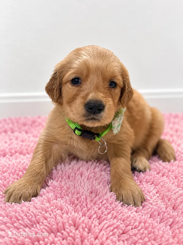 Chloe – Golden Retriever puppy for sale in Brandon, FL