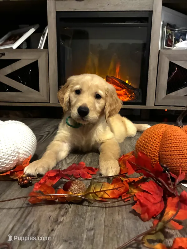Milo – Golden Retriever puppy for sale in Brandon, FL