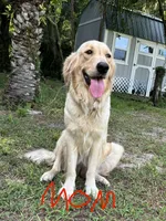 Lola, a female Golden Retriever for sale in Brandon, FL – 3 of 3