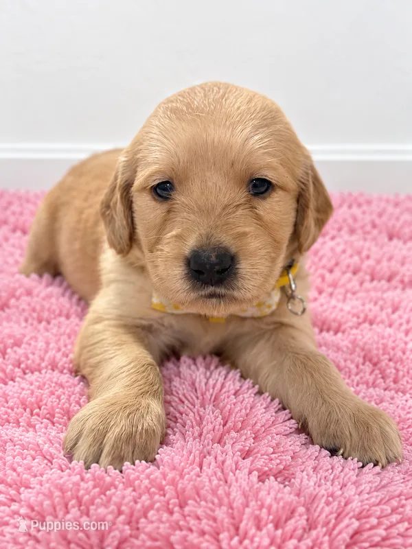 Daisy – Golden Retriever puppy for sale in Brandon, FL