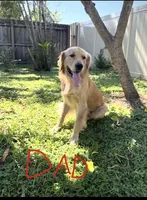 Belle, a female Golden Retriever for sale in Brandon, FL – 3 of 3