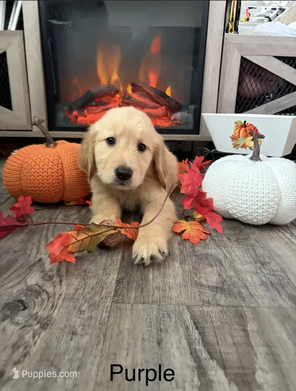Belle – Golden Retriever puppy for sale in Brandon, FL