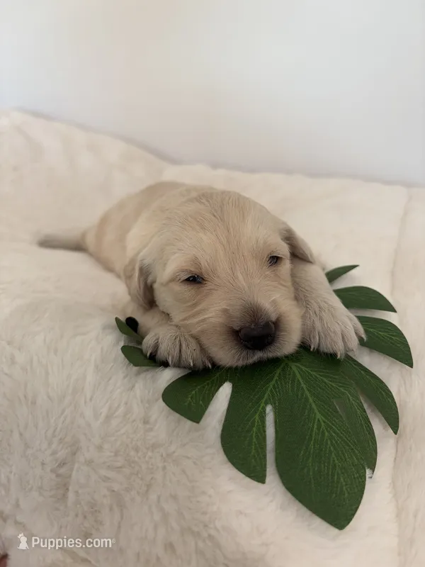 Cutie – Golden Retriever puppy for sale in Brandon, FL