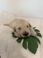 Cutie, a female Golden Retriever for sale in Brandon, FL – 1 of 3