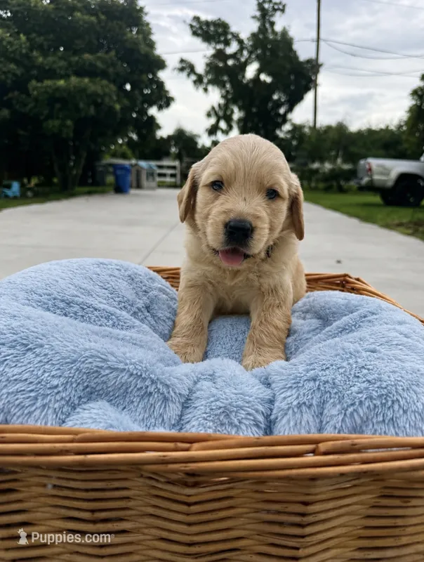 Leo – Golden Retriever puppy for sale in Brandon, FL