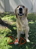Cutie, a female Golden Retriever for sale in Brandon, FL – 3 of 3