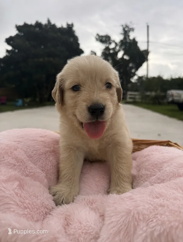Cutie – Golden Retriever puppy for sale in Brandon, FL