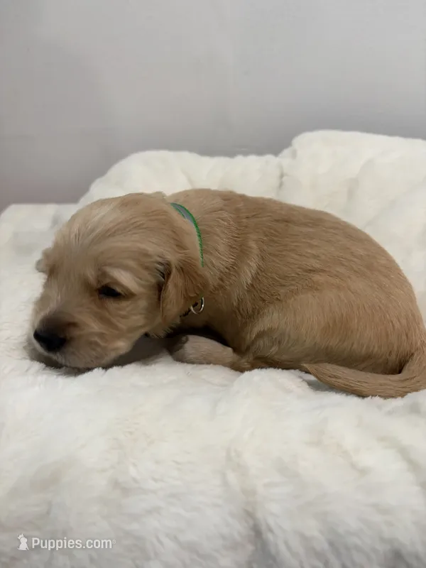 Lola – Golden Retriever puppy for sale in Brandon, FL