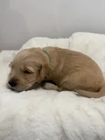 Lola, a female Golden Retriever for sale in Brandon, FL – 1 of 3