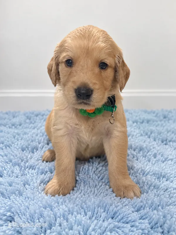 Teddy – Golden Retriever puppy for sale in Brandon, FL