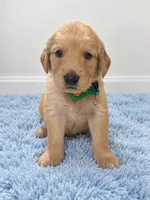 Teddy, a male Golden Retriever for sale in Brandon, FL – 1 of 3