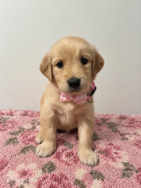 Lola – Golden Retriever puppy for sale in Brandon, FL