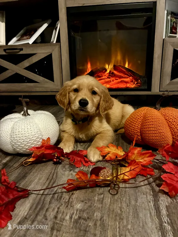 Chloe – Golden Retriever puppy for sale in Brandon, FL