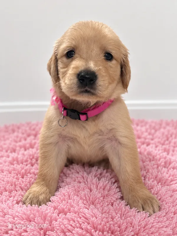 Luna – Golden Retriever puppy for sale in Brandon, FL