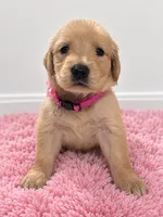 Luna, a female Golden Retriever for sale in Brandon, FL – 1 of 3