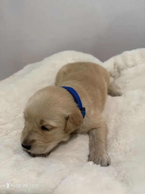 Scooby – Golden Retriever puppy for sale in Brandon, FL