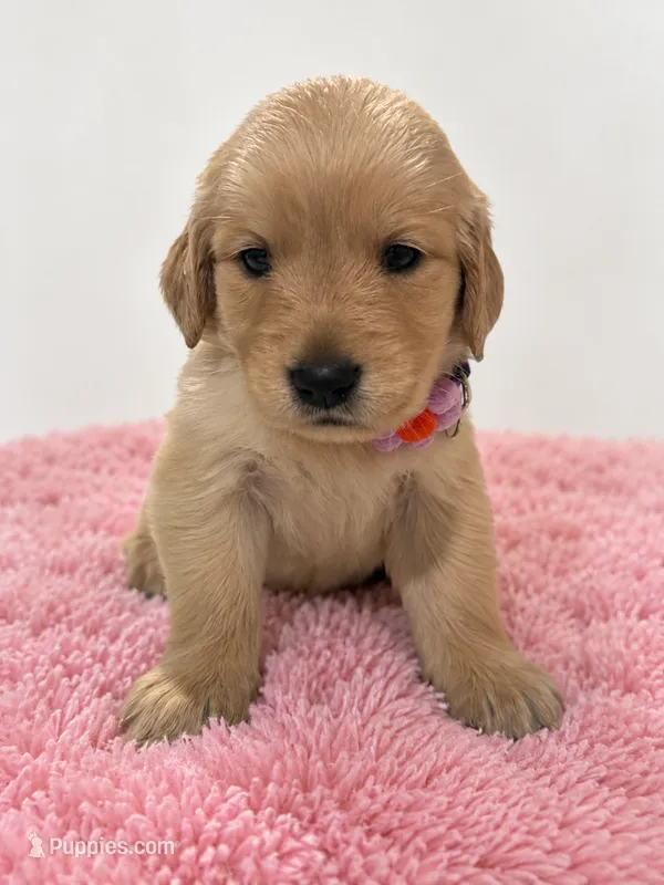 Belle – Golden Retriever puppy for sale in Brandon, FL