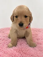 Belle, a female Golden Retriever for sale in Brandon, FL – 1 of 3
