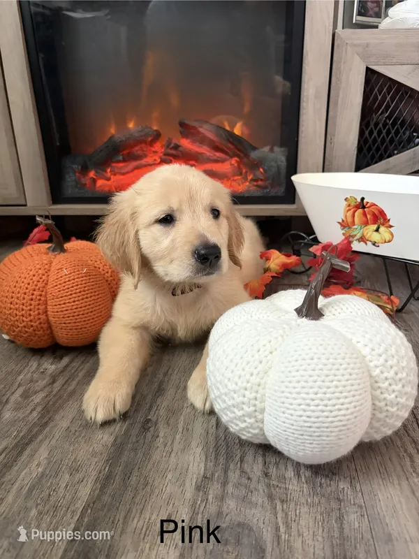 Luna – Golden Retriever puppy for sale in Brandon, FL
