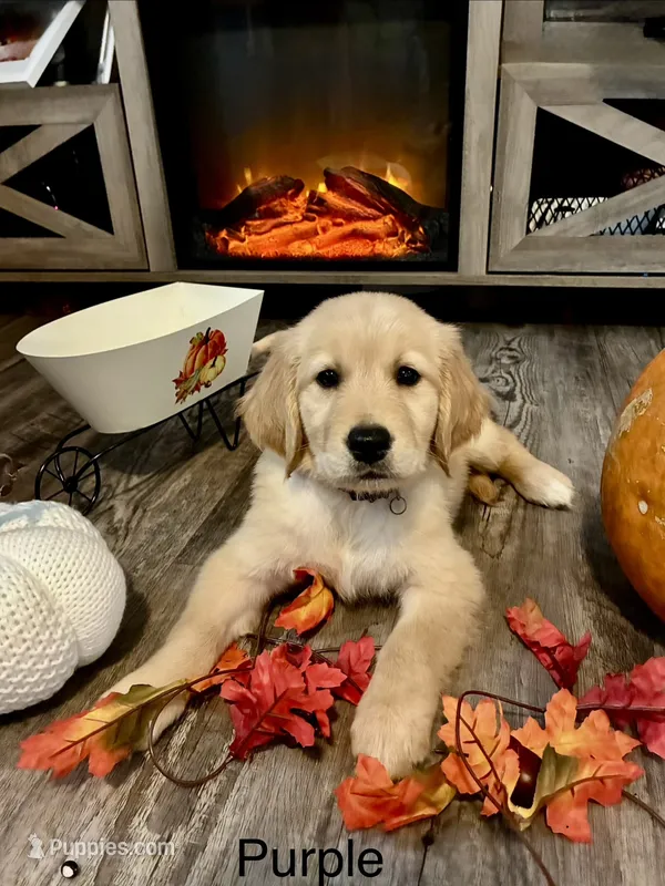 Belle – Golden Retriever puppy for sale in Brandon, FL