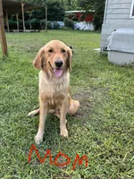 Teddy, a male Golden Retriever for sale in Brandon, FL – 3 of 3