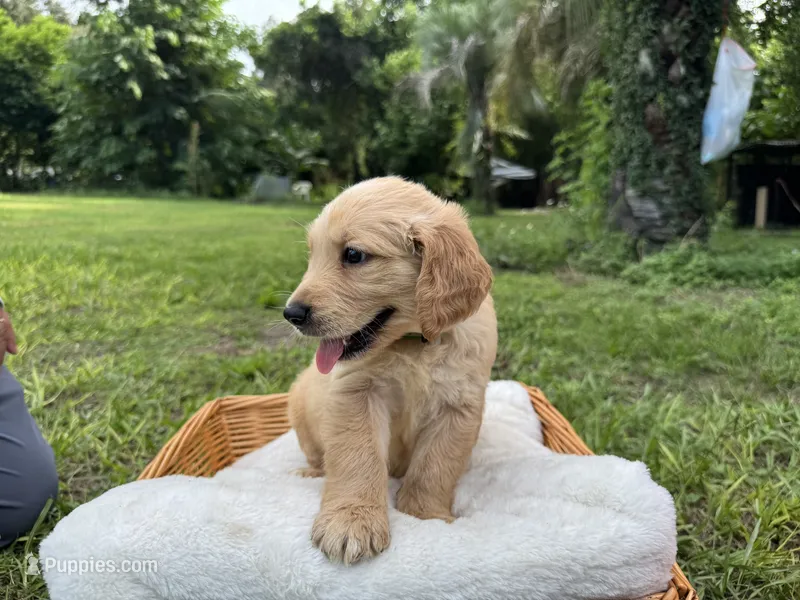 Cutie – Golden Retriever puppy for sale in Brandon, FL