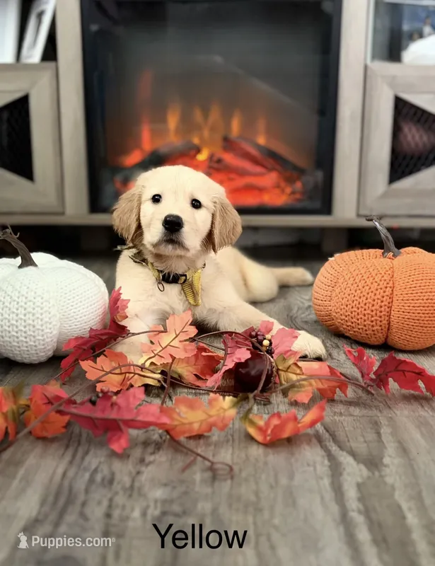 Daisy – Golden Retriever puppy for sale in Brandon, FL