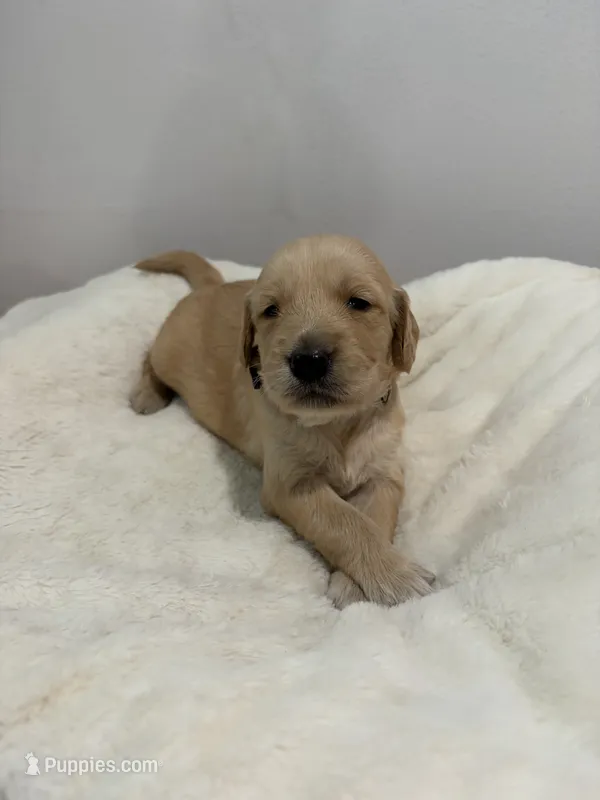 Sophie – Golden Retriever puppy for sale in Brandon, FL