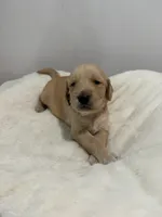 Sophie, a female Golden Retriever for sale in Brandon, FL – 1 of 1