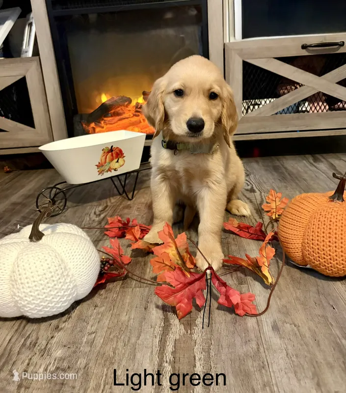 Chloe – Golden Retriever puppy for sale in Brandon, FL