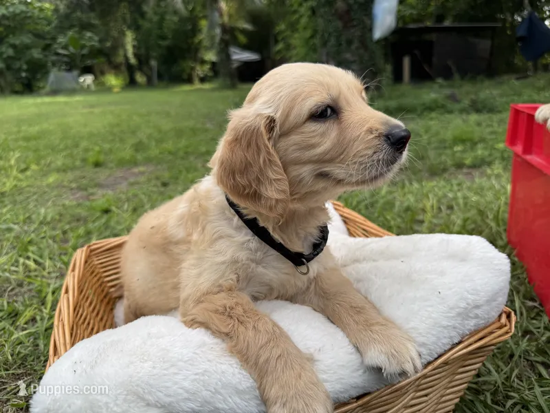 Leo – Golden Retriever puppy for sale in Brandon, FL