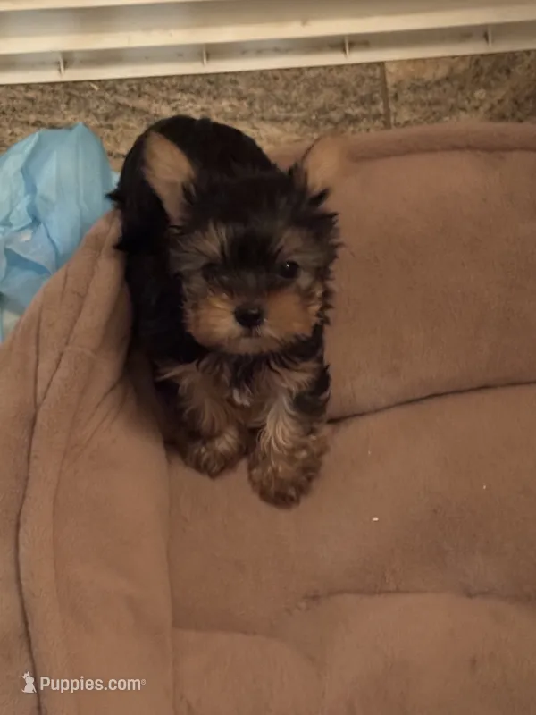 Mini Yorkie – Yorkshire Terrier puppy for sale in Fowler, CA