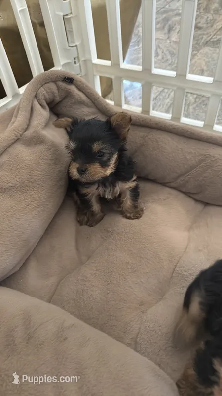 Mini Yorkie – Yorkshire Terrier puppy for sale in Fowler, CA