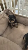Mini Yorkie, a male Yorkshire Terrier for sale in Fowler, CA – 1 of 2