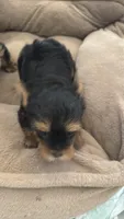 Mini Yorkie, a male Yorkshire Terrier for sale in Fowler, CA – 2 of 2