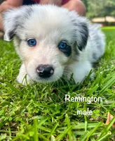 CKC Remington, a male Australian Shepherd for sale in Martin, GA – Photo 2 of 2