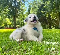 CKC Remington, a male Australian Shepherd for sale in Martin, GA – Photo 1 of 2