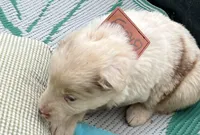 AKC Brody, a male Australian Shepherd for sale in Martin, GA – Photo 4 of 10